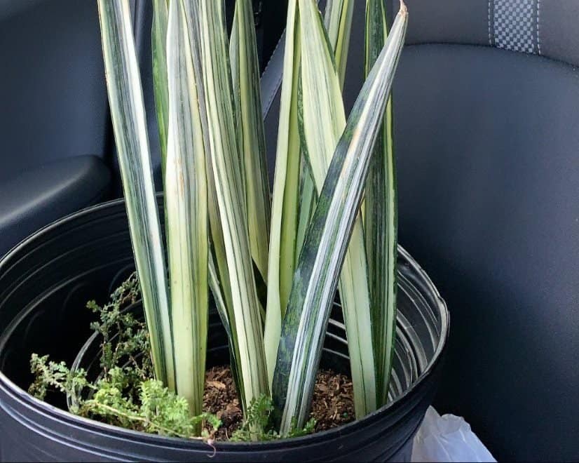 Feeding potted snake plants