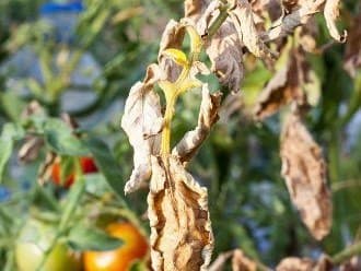Crinkled dry tomato leaves one-sided symptoms
