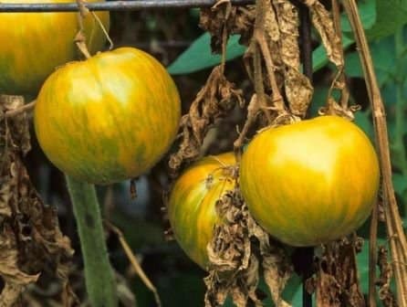 Green streaks and yellow areas on tomato with dry stems and leaves