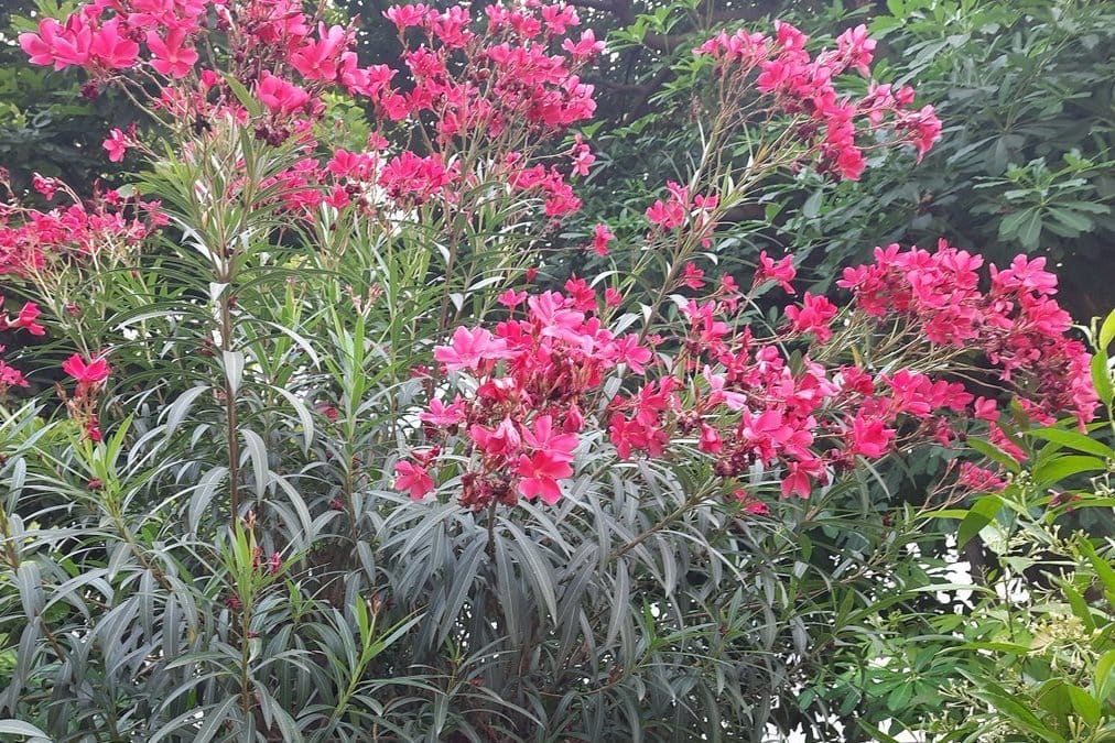 Reddish-pink oleander species tree spectacular flowering