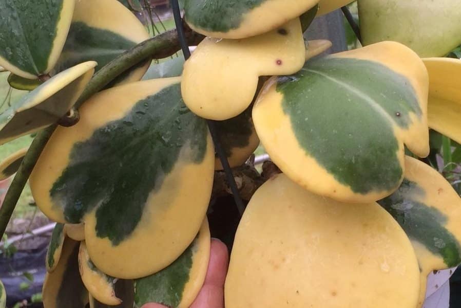 Golden yellow variegated sweetheart vine albomarginata