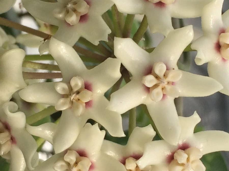 A white-pink hoya australis lisa