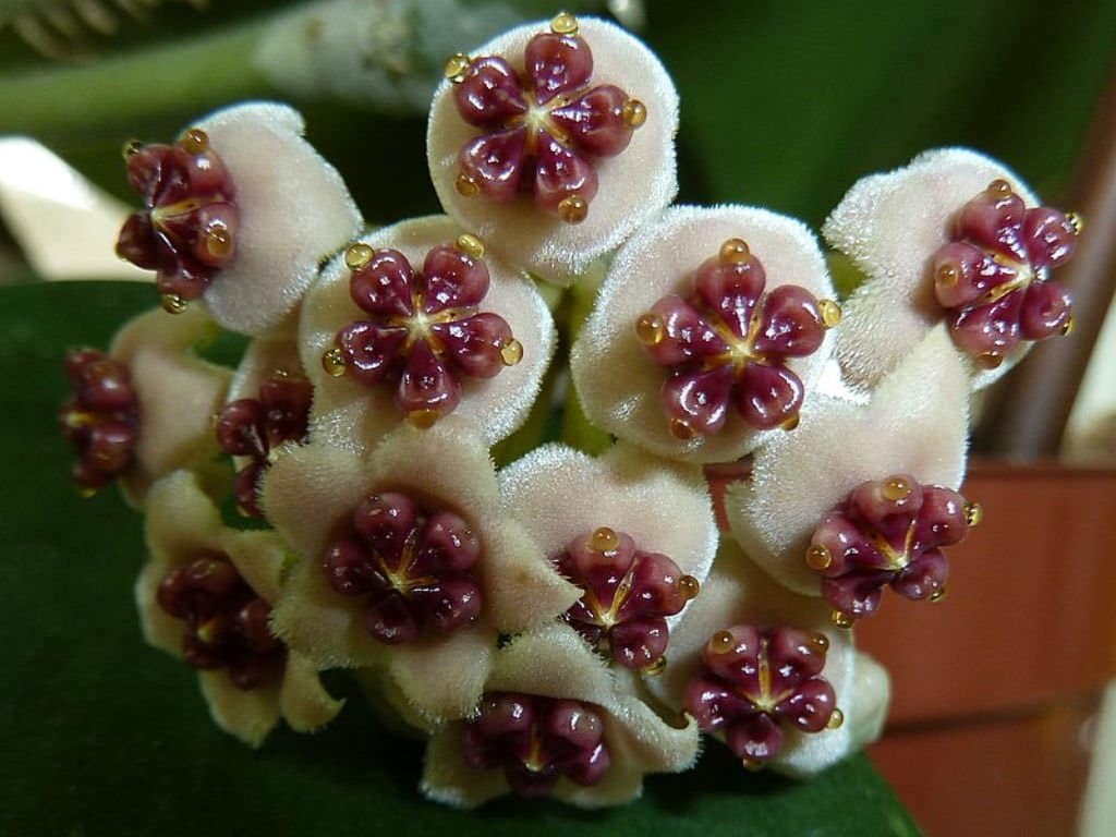 White lucky heart hoya plant flower cluster