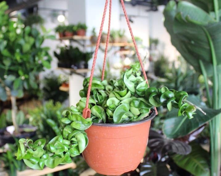 An orange pot with a carnosa compacta