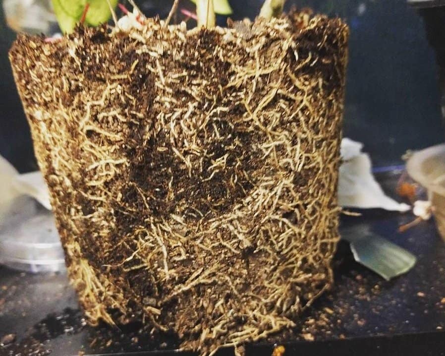 Houseplant's bound roots