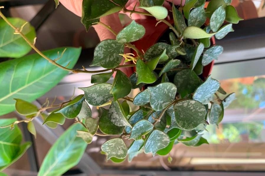 A beautiful mackle-splashed Hoya curtisii