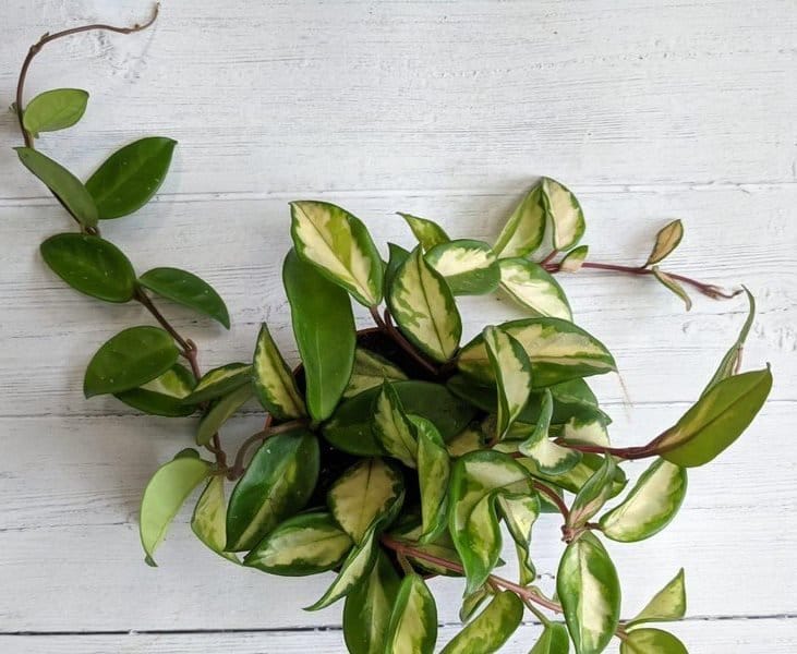 A young carnosa princess trailing vines on table