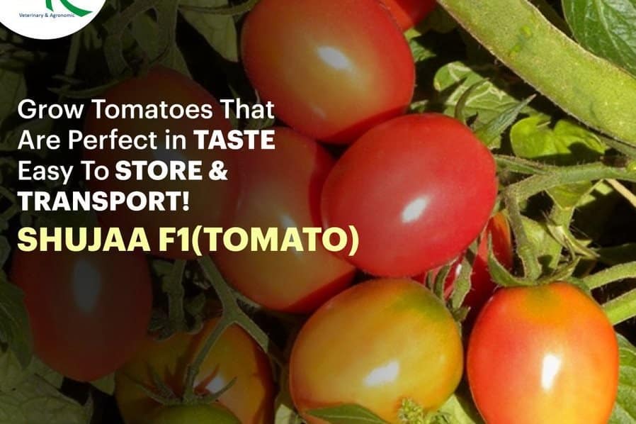 Ripening and ripen F1 tomato variety: resistant variety