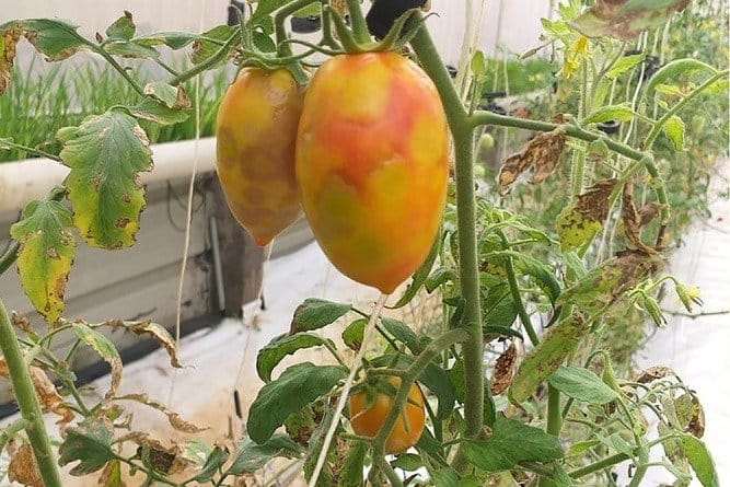 ToMV can cause uneven fruit ripening of tomatoes