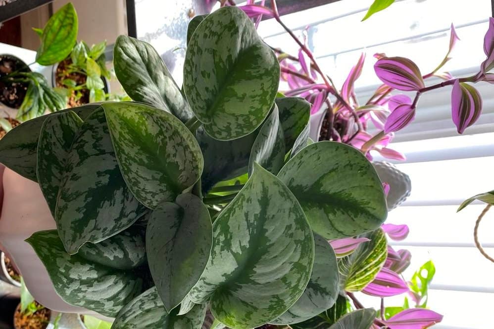 Growing scindapsus indoors requires bright indirect light