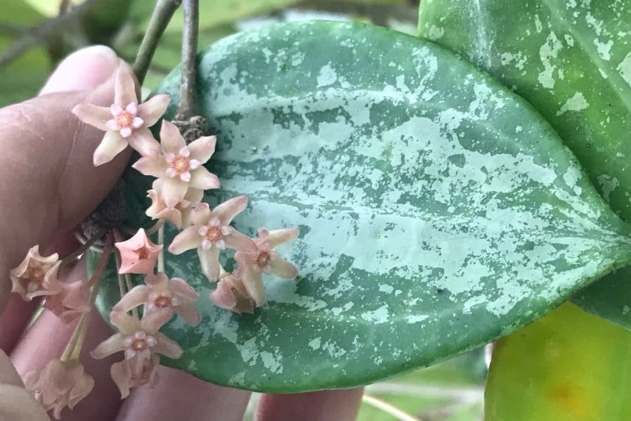 A hand holding a large silver splash leaf and flowers of a hoya snow queen