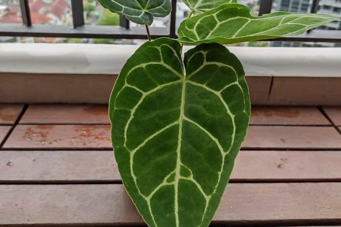 Anthurium crystallinum plant has large velvety leaves