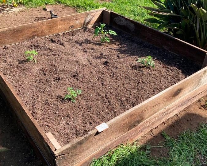 Growing tomatoes in raised beds offer an alternative to open fields trenches
