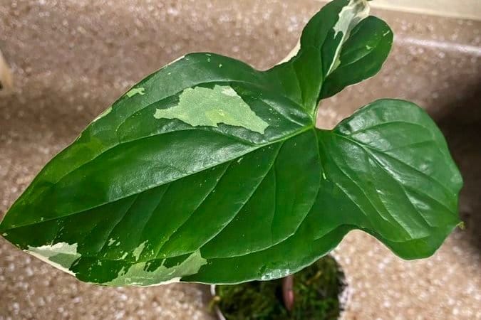 A tender arrowhead vine plant with silver variegation