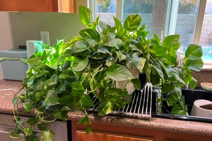Light quality and duration can determine how often to water your pothos