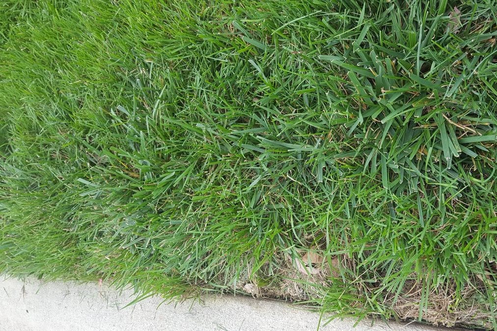 Tall fescue grass after mowing